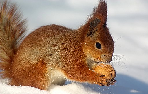 snih-orech_6383917-jpg_denik-630